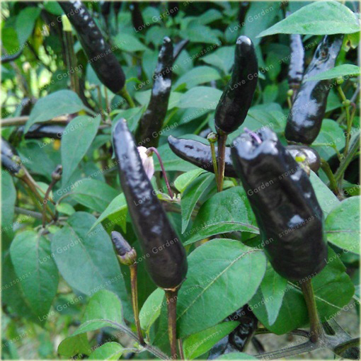 Papryka czarna Czarny Cobra, pieprzowiec NO-GMO