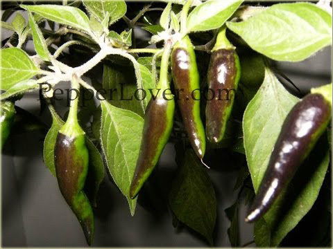 Papryka czarna Czarny Cobra, pieprzowiec NO-GMO