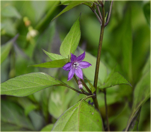 Papryka czarna Czarny Cobra, pieprzowiec NO-GMO