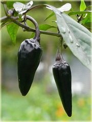 Papryka czarna Czarny Cobra, pieprzowiec NO-GMO
