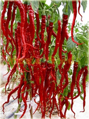 Papryka czerwona Chili Olbrzym
