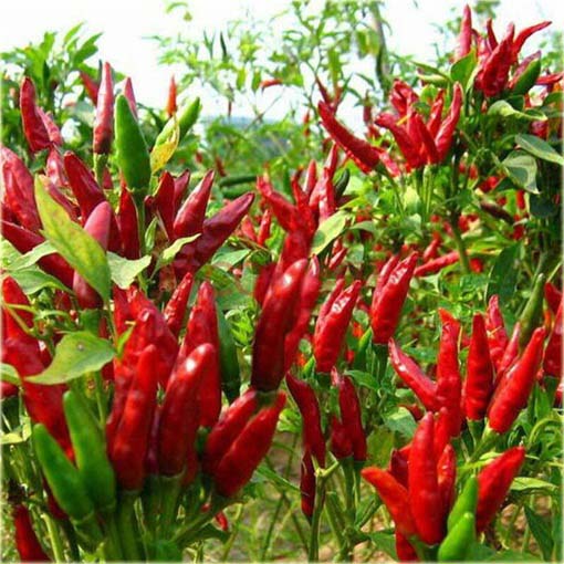 Papryka czerwona Havana