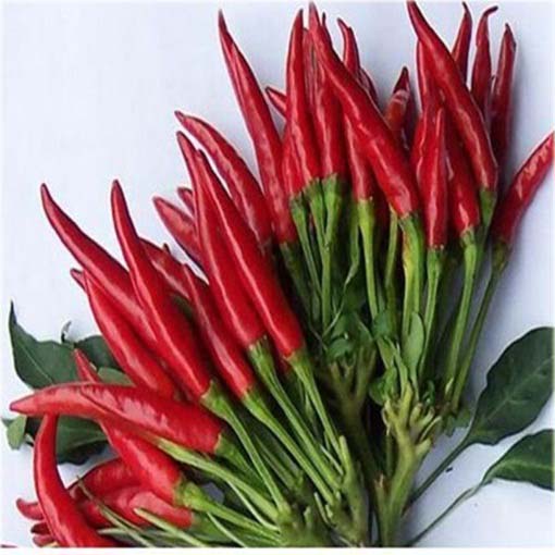 Papryka czerwona Havana