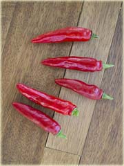 Papryka czerwona Havana
