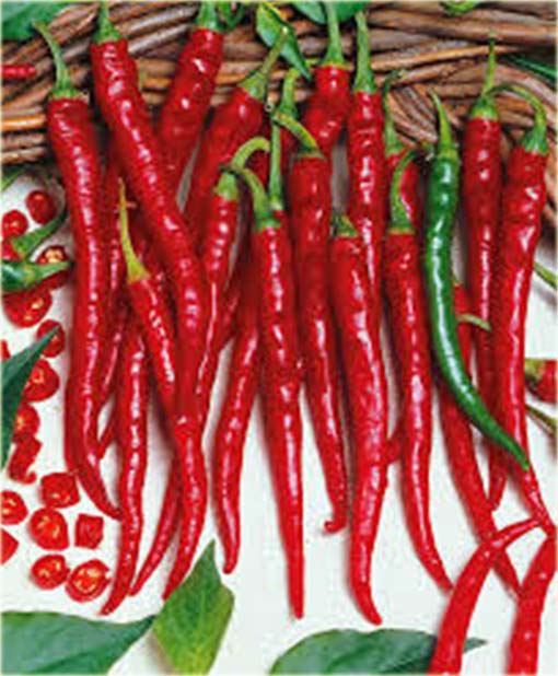 Papryka długa Red Chilli