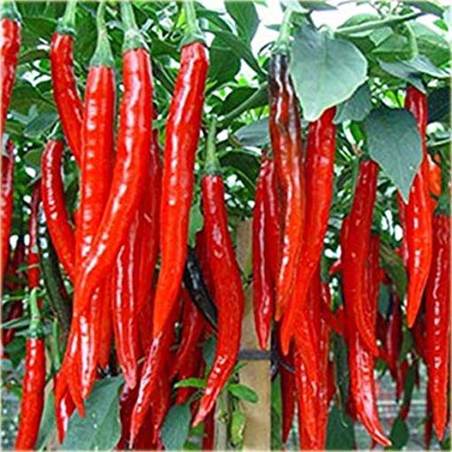 Papryka długa Red Chilli