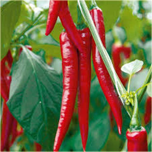 Papryka długa Red Chilli