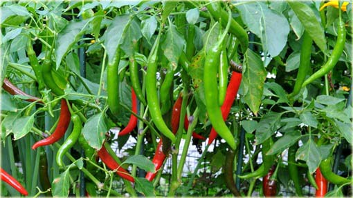 Papryka długa Red Chilli