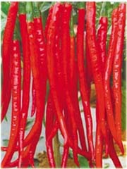 Papryka długa Red Chilli
