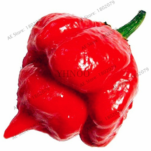 Papryka niezwykle ostra czerwona Skorpion jadalna