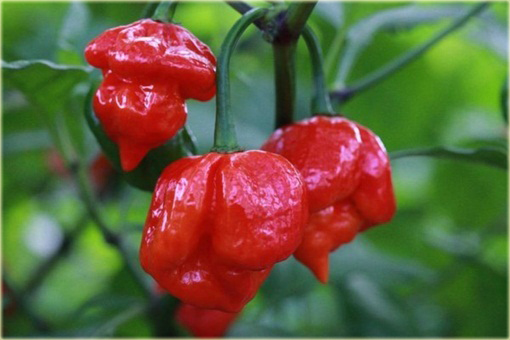 Papryka niezwykle ostra czerwona Skorpion jadalna
