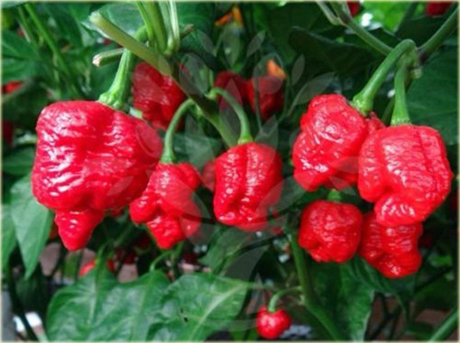 Papryka niezwykle ostra czerwona Skorpion jadalna