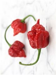 Papryka niezwykle ostra czerwona Skorpion jadalna
