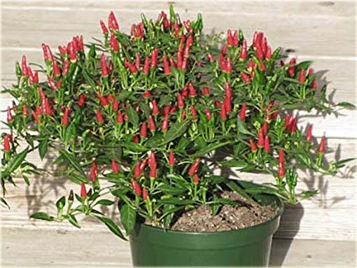 Papryka ostra bonsai mini