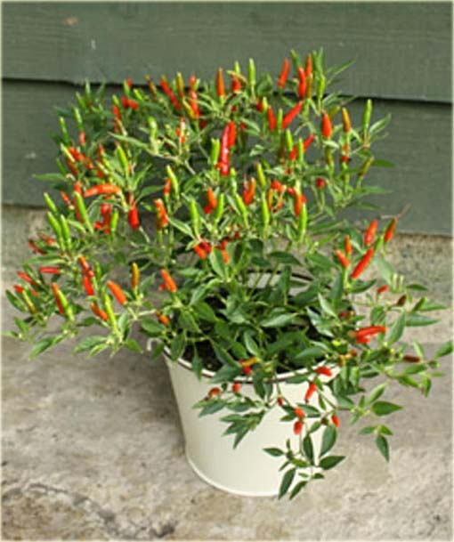 Papryka ostra bonsai mini