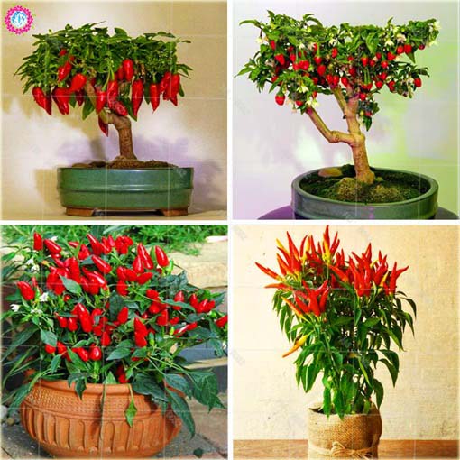 Papryka ostra bonsai