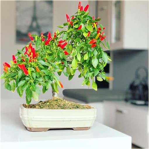 Papryka ostra bonsai