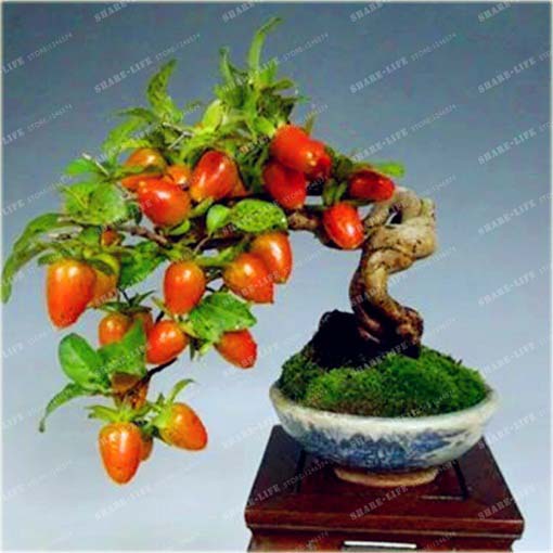 Papryka ostra bonsai