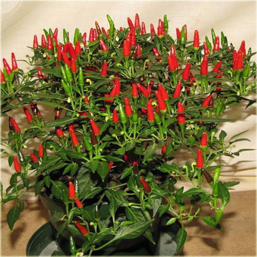 Papryka ostra chili Thai