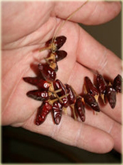 Papryka ostra chili Thai
