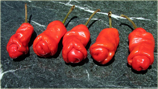Papryka Peter Chili Penis