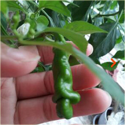 Papryka Peter Chili Penis