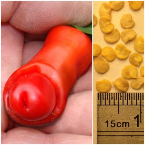 Papryka Peter Chili Penis