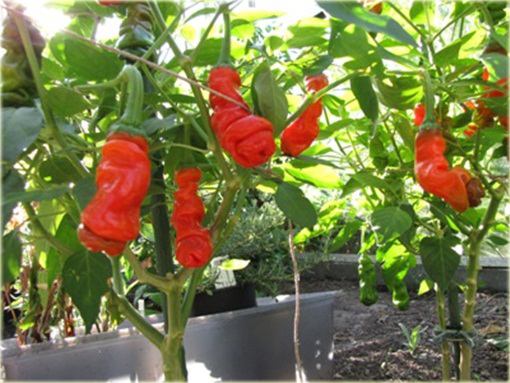 Papryka Peter Chili Penis