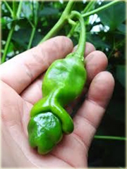 Papryka Peter Chili Penis
