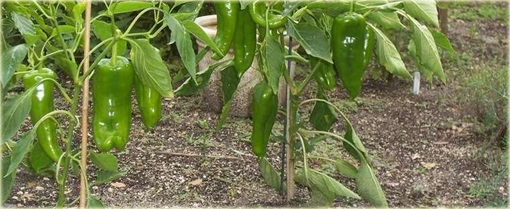 Papryka słodka Giant Marconi