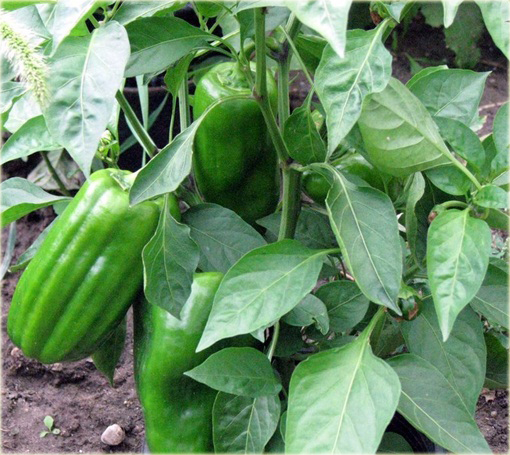 Papryka słodka Giant Marconi