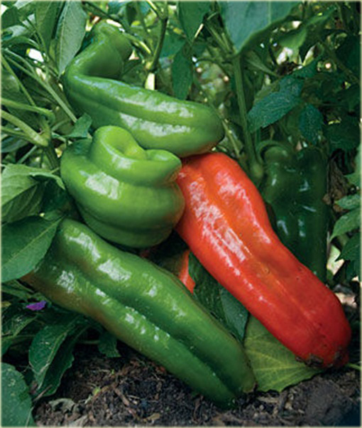 Papryka słodka Giant Marconi