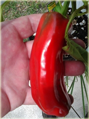 Papryka słodka Giant Marconi
