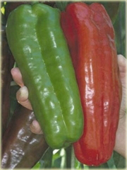 Papryka słodka Rosyjski Gigant
