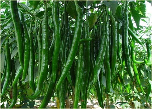 Papryka zielona długa pikantna