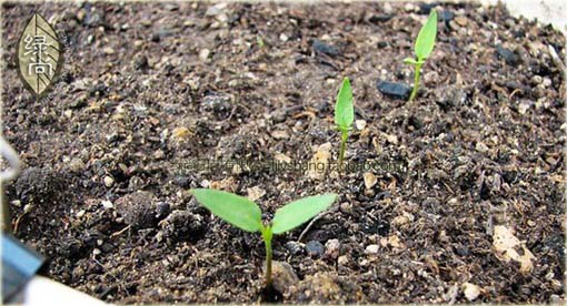 Papryka zielona długa pikantna