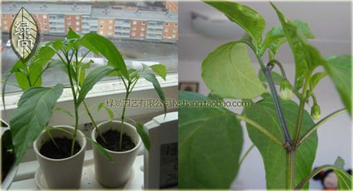 Papryka zielona długa pikantna