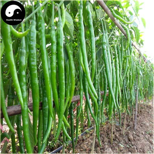 Papryka zielona długa pikantna