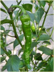 Papryka zielona długa pikantna
