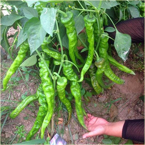 Papryka zielona Śruba