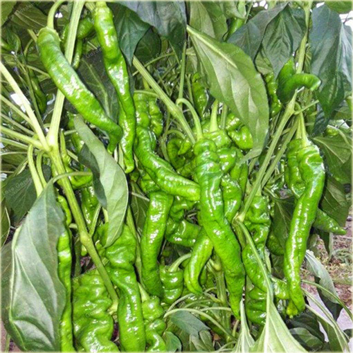 Papryka zielona Śruba