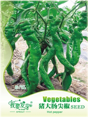 Papryka zielona Śruba
