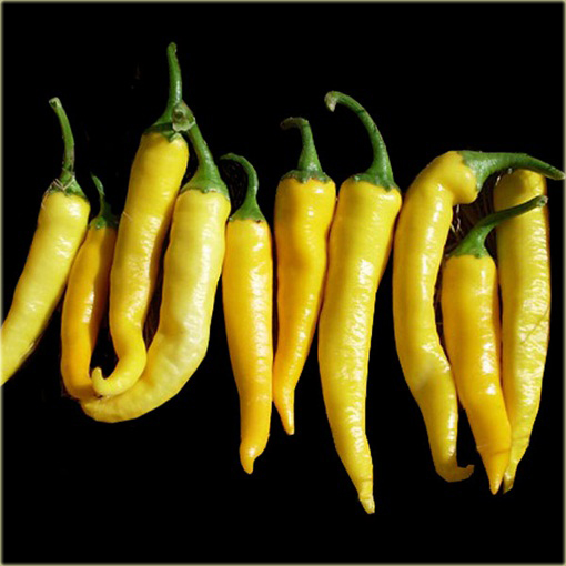Papryka długa żółta ostra