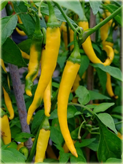 Papryka długa żółta ostra
