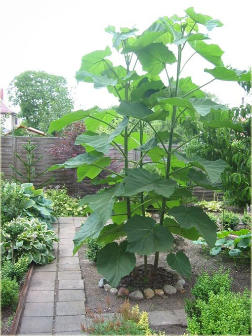 Paulownia Elongata, Pawłownia