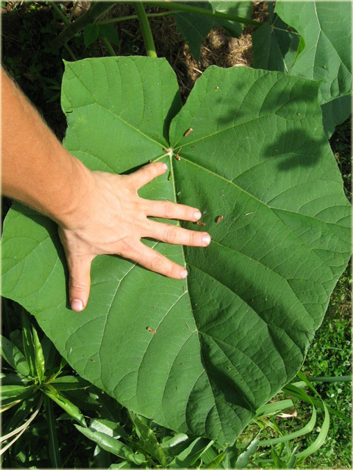 Paulownia Elongata, Pawłownia