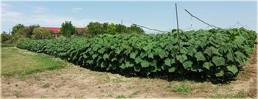 Paulownia Elongata, Pawłownia