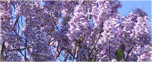 Paulownia Elongata, Pawłownia