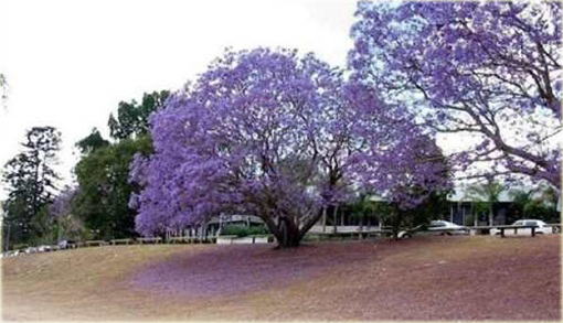 Paulownia Elongata, Pawłownia
