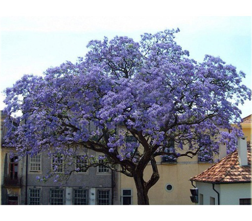 Paulownia Elongata, Pawłownia